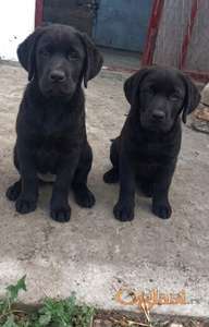 Zenke labrador retriver crne boje